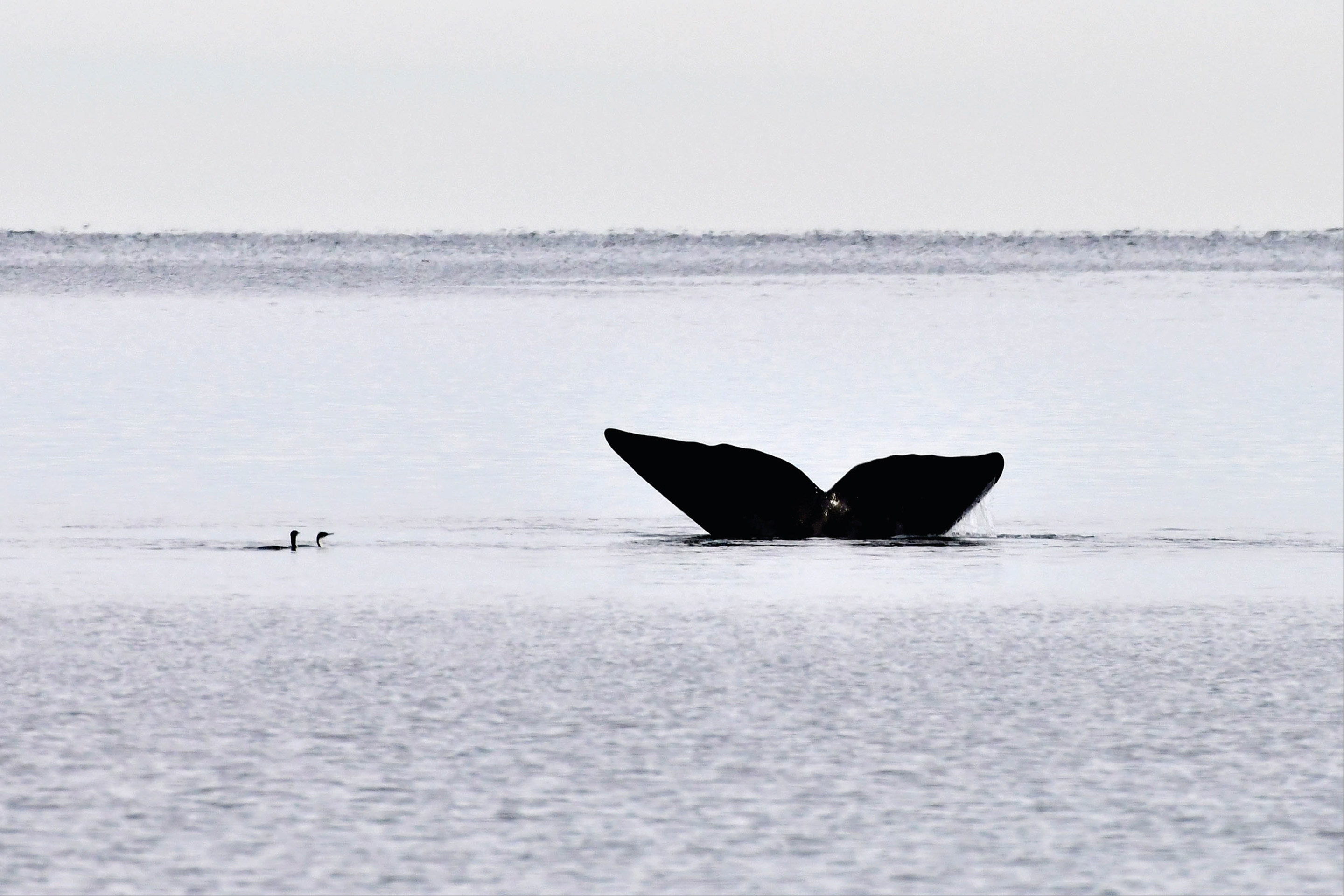 Identidad visual: MAXI JONAS - imagen 1